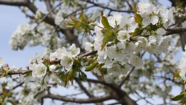 Kvetoucí Třešňový Strom Slunné Jarní Počasí Ruční Střelba — Stock video