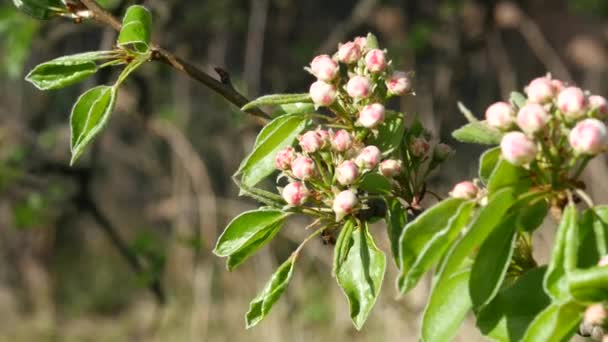 Apfelbaumblüte Frühling — Stockvideo