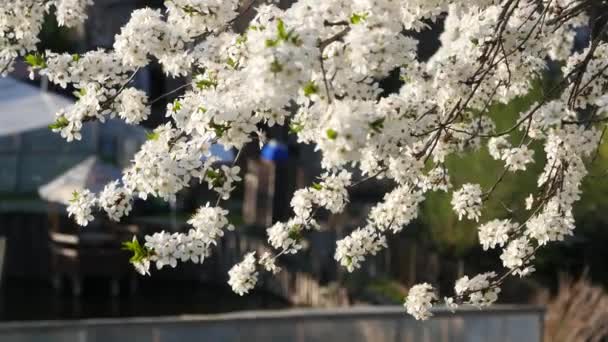 Hermosa Flor Ciruelo Buen Tiempo Soleado Ventoso Disparos Mano — Vídeos de Stock