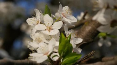 Kiraz bahar güzel çiçekler yakın. El kapatılıyor. Gün batımından önceki akşam.