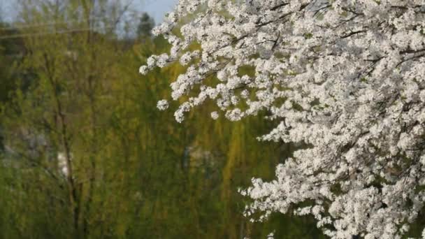 Розквіт Сливового Дерева Весняний Сезон — стокове відео