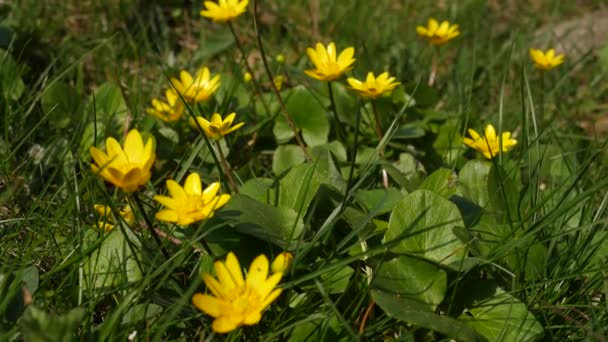 Çimenlikte Güzel Sarı Bahar Çiçeği Yakın Çekim Görünümüyle Resimde — Stok video