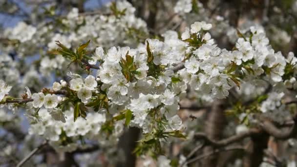 Kirschbaumblüte Sonniges Frühlingswetter Handfeuerwaffen — Stockvideo