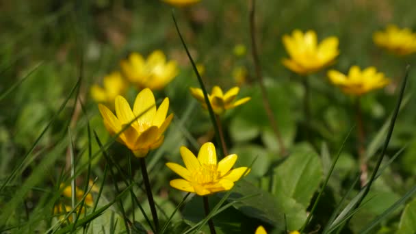 Caltha Krásná Žlutá Jarní Květina Trávníku — Stock video