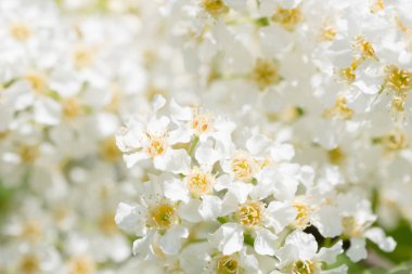 Kuş kiraz ağacı bahar çiçeği yakın