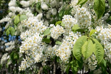 Kuş kiraz ağacı bahar çiçeği