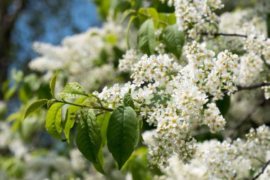 Kuş kiraz ağacı bahar çiçeği