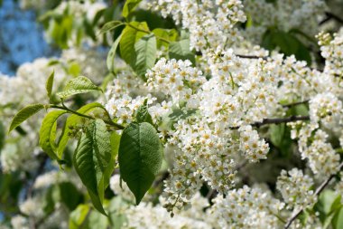 Kuş kiraz ağacı bahar çiçeği
