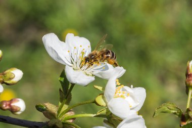 Bee pollinating cherry beautiful flower close up clipart