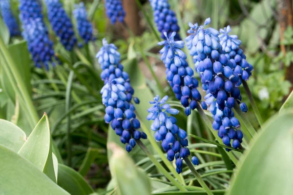 Üzüm Sümbül bluebell bahar çiçekleri
