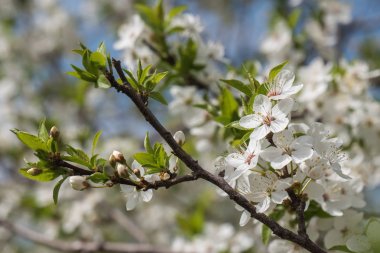 Güzel bir beyaz çiçeklenme kiraz dalı.