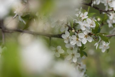 Güzel bir beyaz çiçeklenme kiraz dalı.