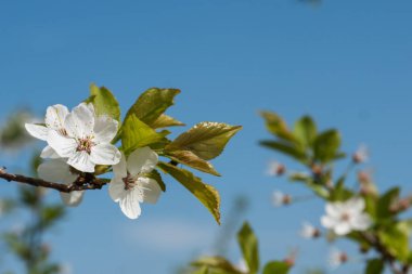 Beyaz kiraz çiçekleri arka planda mavi gökyüzü ile çiçek açar. Sanatsal çekimi kapat