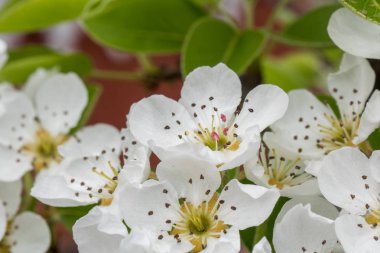 Güzel bir beyaz çiçeklenme armut dalı.