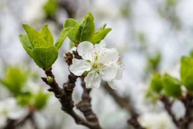 Beyaz yaprakları ile Erik güzel çiçek.