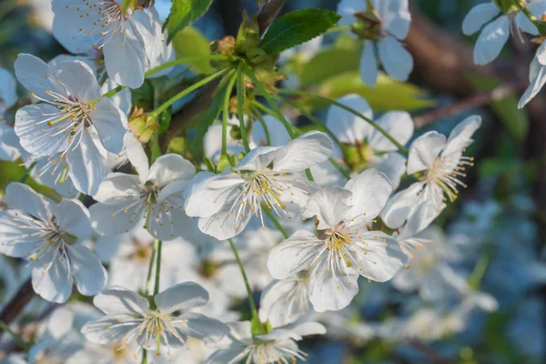 Ramo de cereja em uma bela flor branca . — Fotografia de Stock