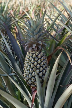 Bir plantasyonda büyüyen ananas