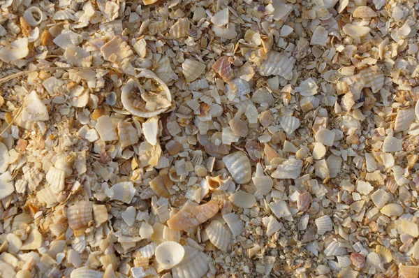 Muschel Der Meeresküste — Stockfoto