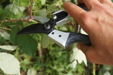 bahçede çit budama