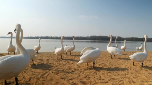 多くの白鳥が洞窟の岸に沿って歩き 太陽が輝き 空が見えます 大きな鳥 ロイヤリティフリーストック映像