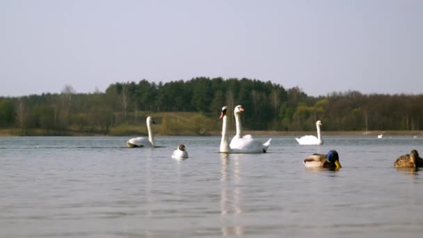他の鳥と一緒に白鳥は 背景の木で 水の中で泳ぐ ストック動画