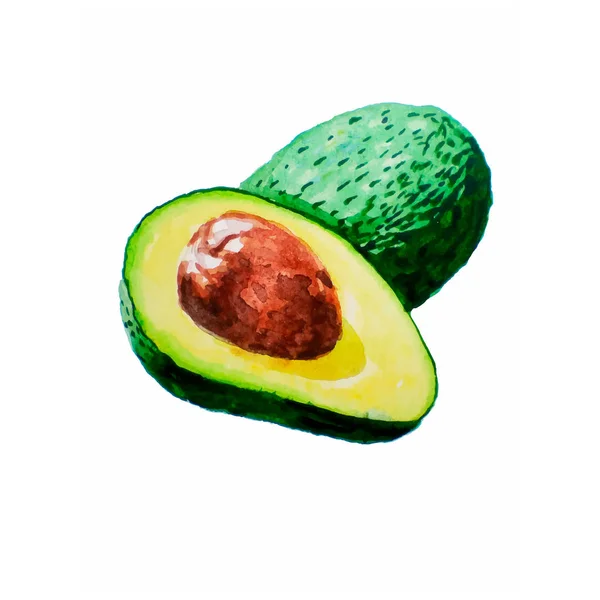 Hand Getekend Aquarel Witte Achtergrond Vectorillustratie Van Fruit Avocado Geïsoleerd — Stockfoto