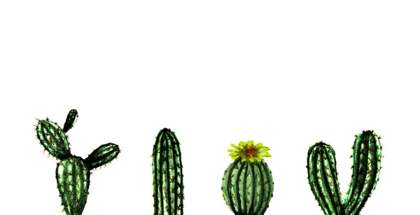 Ακουαρέλα Χειροποίητη συλλογή από εξωτικά πράσινα κάκτους. Σετ τροπικών φυτών. Πρότυπο μεξικανικού στυλ φόντου — Φωτογραφία Αρχείου