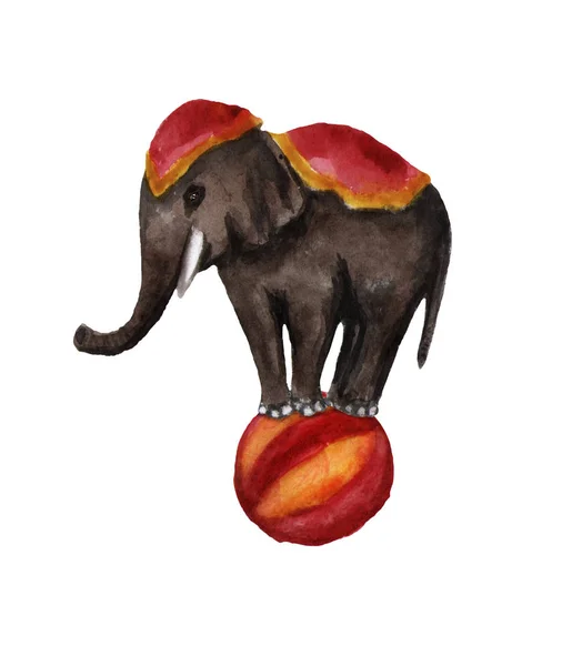 Um elefante de circo a montar a bola. Ilustração aquarela sobre branco — Fotografia de Stock