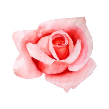 Pembe parlak suluboya illüstrasyon, mercan gül. Bourgeon elle çizilmiş, beyaz arka plan üzerinde izole.