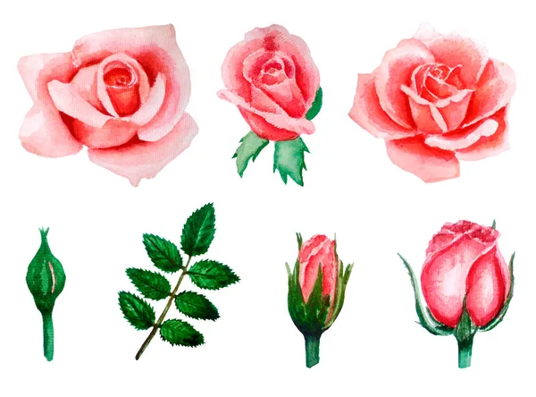 Set elemen cat air, tunas dan daun merah muda, mawar karang, gambar tangan ilustrasi terisolasi di latar belakang putih, templat untuk undangan pernikahan dan kartu — Stok Foto