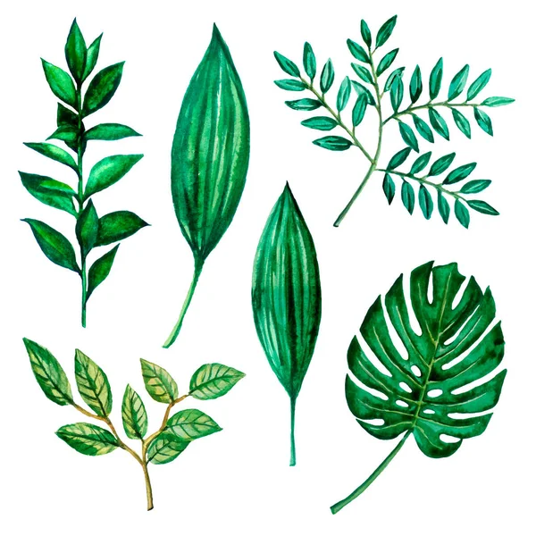 Εικόνες υδατογραφήσεων. Πράσινα φύλλα, βότανα — Φωτογραφία Αρχείου