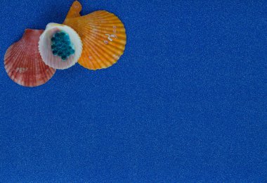 Mavi parlak zemin üzerine kabukları ile yaz kompozisyon