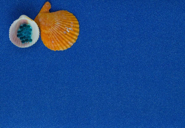 Composição Verão Com Conchas Fundo Azul Brilhante — Fotografia de Stock