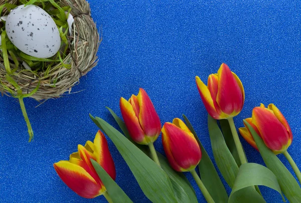 Easter composition on blue glitter background with tulips and egg in nest