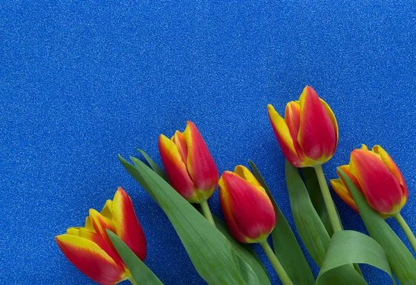 Red and yellow tulips on blue glitter background with copy space