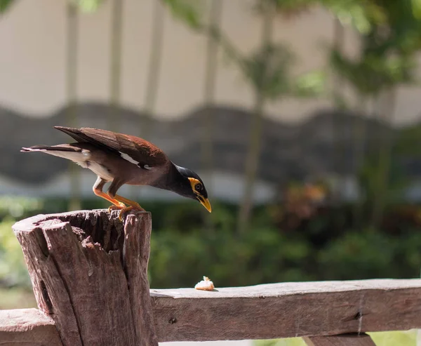 Exotic Thai bird usual myna, locust Starling, Mockingbird, a talking bird sitting on the fence