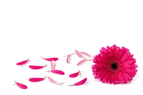 De bloem van een gerbera en bloemblaadjes geïsoleerd op een witte achtergrond. — Stockfoto