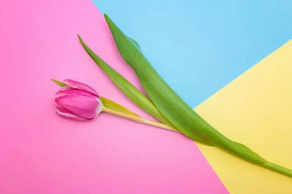 Tulipán rosa sobre un fondo de tres colores. Vista superior . — Foto de Stock