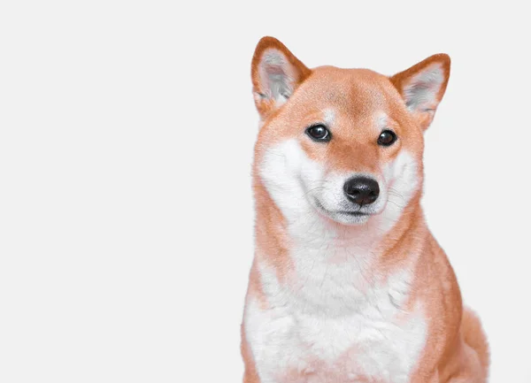 Genç Shiba Inu beyaz arka plan üzerinde köpek portresi. 