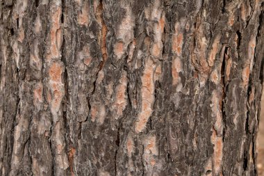 Parktaki yaşlı bir ağacın kabuğu doku olarak. 