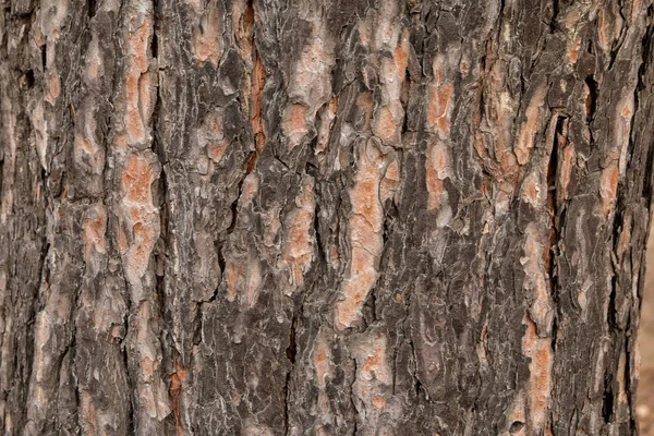 Rinde eines alten Baumes im Park als Textur. — Stockfoto