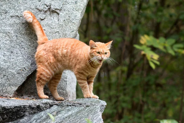 Kırmızı şeritli evsiz kedi Miyav konuşuyor. Parkta yürüyüş kırmızı kedi
