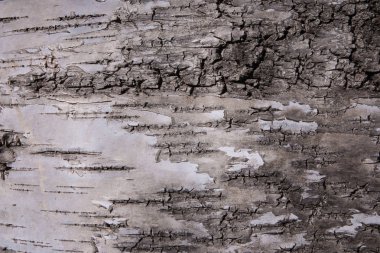 Yaşlı bir ağaç yapısı olarak parkta beyaz-gri kabuğu. Ağaç kabuğu bir arka plan üzerinde. Bir ağaç kabuğu yapısı. Ahşap arka plan