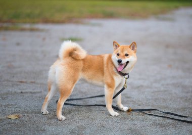 Genç kırmızı neşeli tüylü köpek shiba Inu sokakta yürüyor. 