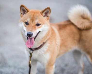 Genç kırmızı neşeli tüylü köpek shiba Inu sokakta yürüyor. 