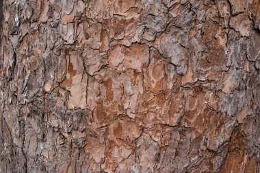 Doku olarak parkta yaşlı bir ağaç kabuğu. Ağaç kabuğu içinde belgili tanımlık geçmiş. Ağaç kabuğu doku. Ahşap arka plan
