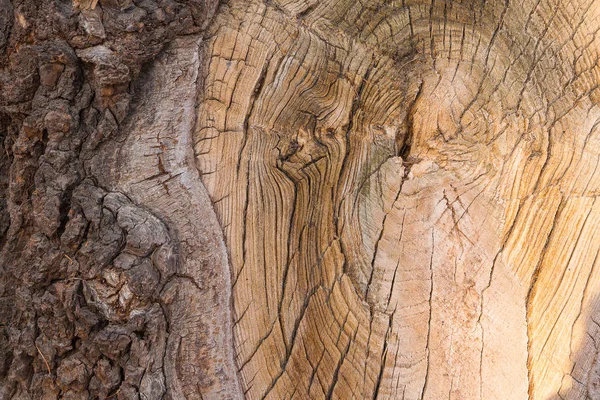 Alter Schnitt eines Stumpfes eines alten Baumes mit Rinde als Textur. Hintergrund — Stockfoto