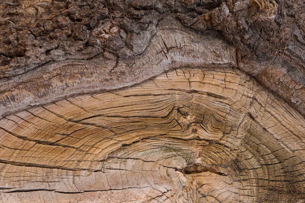 Alter Schnitt eines Stumpfes eines alten Baumes mit Rinde als Textur. Hintergrund — Stockfoto