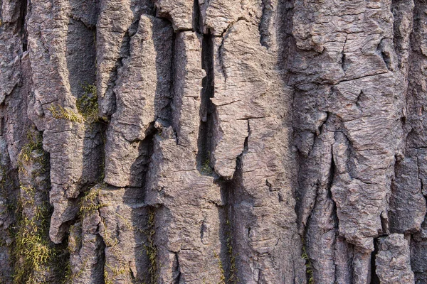 Rinde eines alten Baumes im Park als Textur. Baumrinde im Hintergrund. Baumrindenstruktur. Holz Hintergrund — Stockfoto