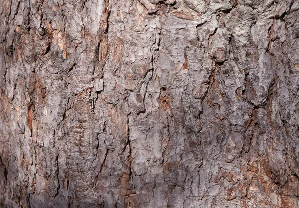 Rinde eines alten Baumes im Park als Textur. Baumrinde im Hintergrund. Baumrindenstruktur. Holz Hintergrund — Stockfoto